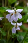 紫花堇菜 Viola grypoceras